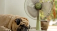 Uložte svojho psa z tepla: ako urobiť chladenie koberec pre domáce zviera